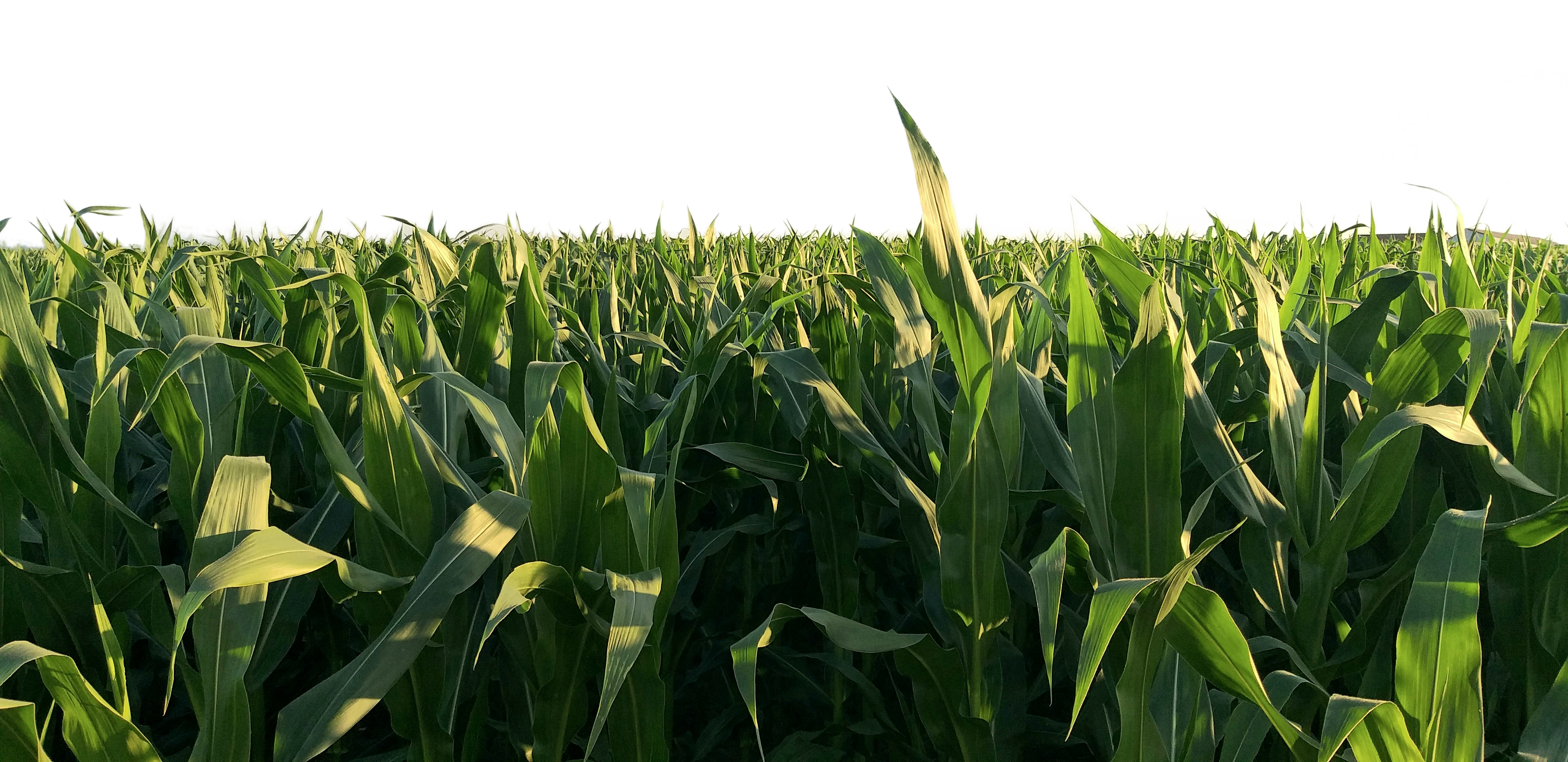 Corn Rows